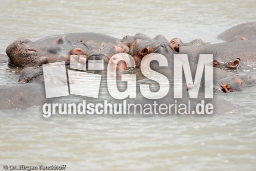 Flusspferd (49 von 104).jpg